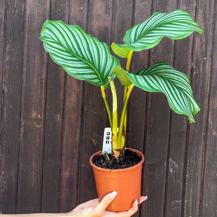 Kalatea (Calathea orbifolia) - výška 30-40 cm, kont. C2L